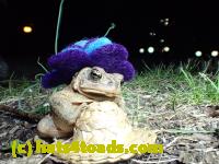 /home//u458753944/public_html/sourcegallery//Roxborough Toad Detour/2013-2019/2017/P4030688.JPG